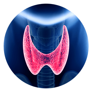 Thyroid